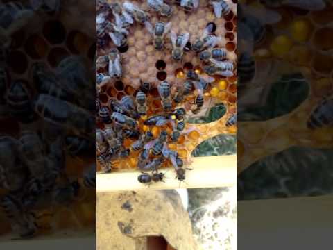 Ape Nera Siciliana - Apis Mellifera Sicula