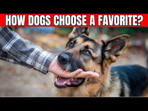 How Dogs CHOOSE Their Favorite Person