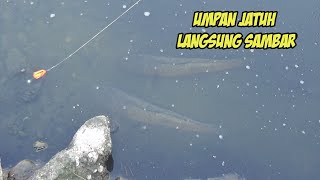 Download lagu Mancing Ikan Gabus Di Selokan Tak Di Sangka Dapat Sebesar Ini Sampai Kuwalahan Snakehead Fishing mp3 Download lagu Mancing Ikan Gabus Di Selokan Tak Di Sangka Dapat Sebesar Ini Sampai Kuwalahan Snakehead Fishing mp3