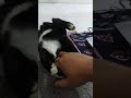 My Tuxie Cat Loves To Play Fight With My Hand