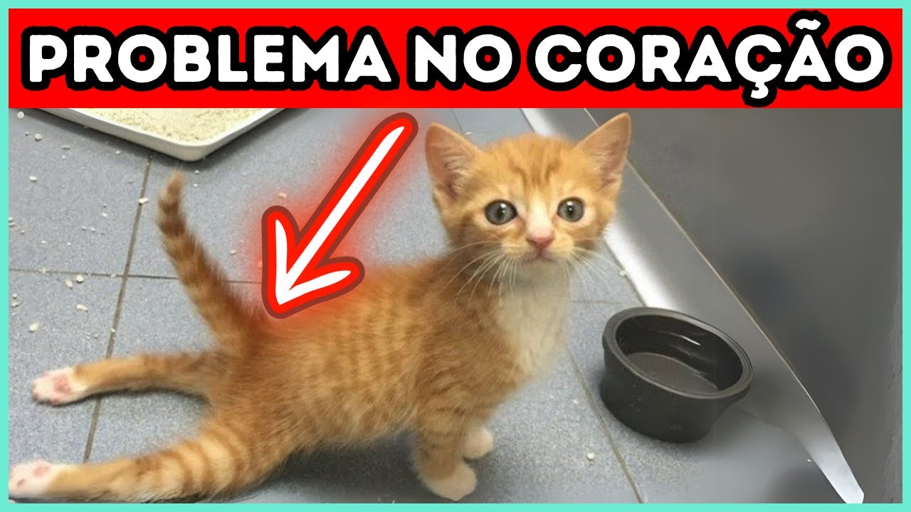 Se o Seu Gato Fizer ISSO, Vá No Veterinário IMEDIATAMENTE!