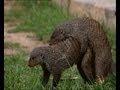 Mating Habits Of The Mongoose Banded Brothers BBC