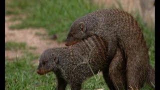 Mating habits of the Mongoose  Banded brothers  BB