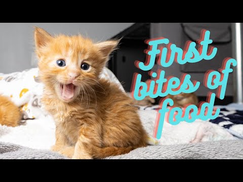 Foster Kittens Trying Wet Food for the First Time (so cute)