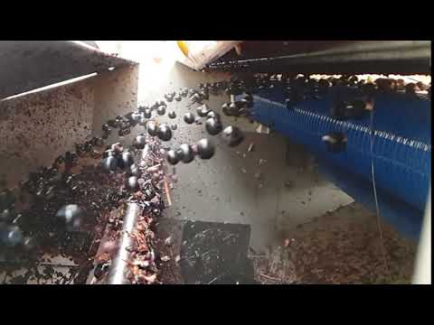 Vendanges chateau Garraud 2020