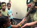 Snake Touching MP4