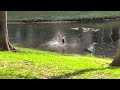 Great Blue Heron Hunting 2 Muscovy Ducklings Mom Flies After Heron By Double Crested Cormorant