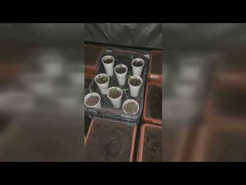 Βέροια: Έκανε την ντουλάπα θερμοκήπιο