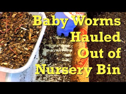 Migration of baby worms in African nightcrawler nursery after 11 days - vermicompost