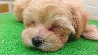 ハーフ犬の動画01