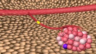 Video:  Animation of Cancer Stem Cells