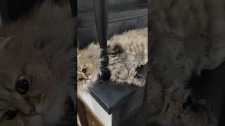 #ミヌエット #猫動画 #癒し猫 #かわいい猫