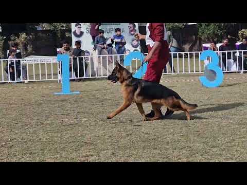 Gsdcp shikupora Dog show #pakistanpoint #germanshepherd #mjofficial #Dog show quality