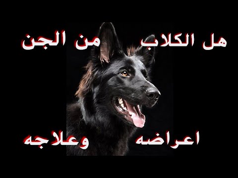 اعراض جن الكلب واهم الامراض التي يسببها (ماجد طه أبو احمد)