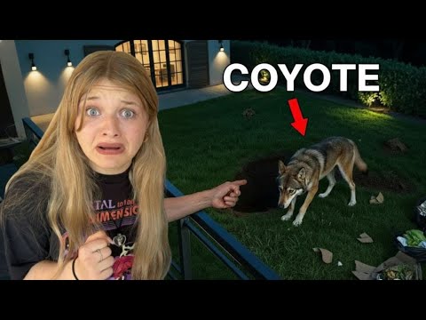 We Thought a Coyote Was in Our Backyard… But We Were SO Wrong 😳