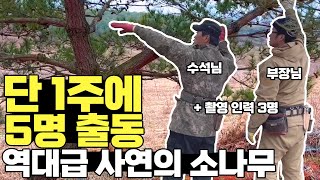 소나무 1주 전지에 5명 투입?? 어떤 사연을 가진 나무길래??