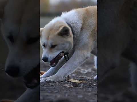 Raccoons' Food Washing Behavior