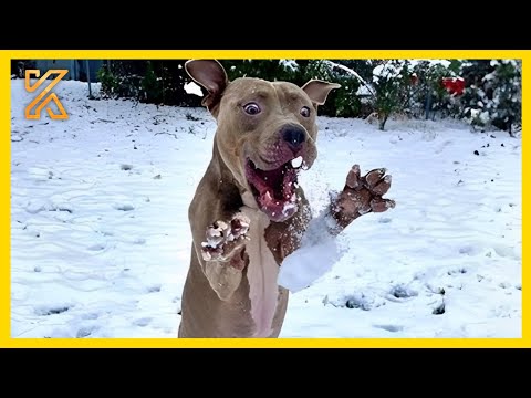 🐕 Dogs Reacting to First Snow - Try Not To Laugh❄️