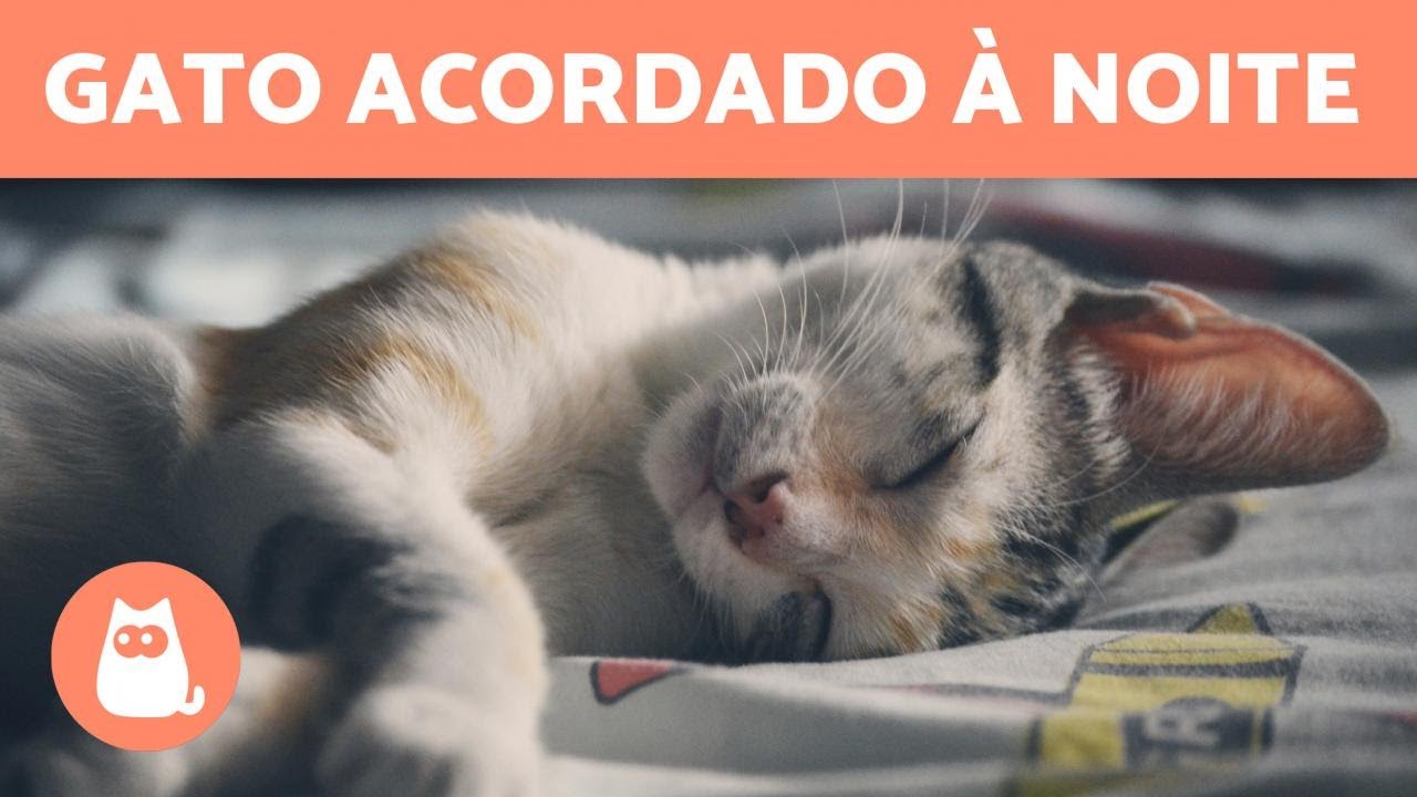 Por que meu GATO NÃO DORME À NOITE? - 8 CAUSAS