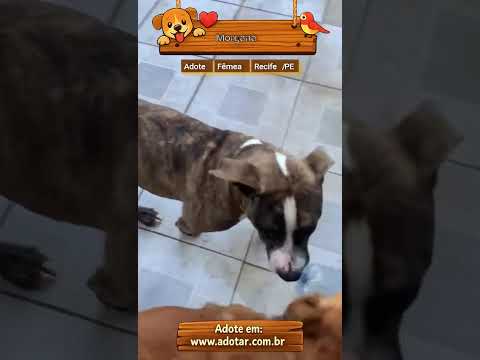 Vídeo de Morgana 