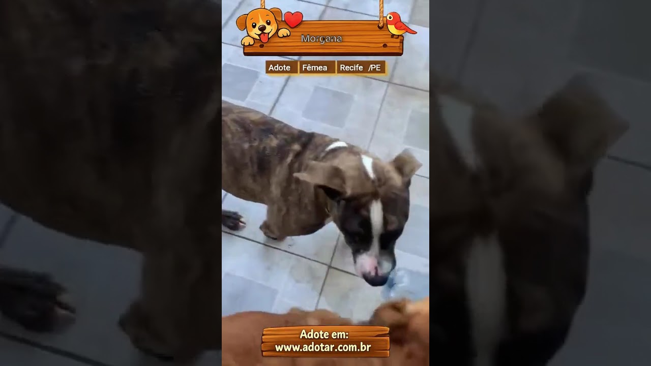 Cachorro raça Pit-Bull idade 7 a 11 meses nome Morgana 