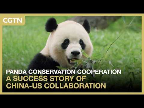 Panda conservation cooperation – a success story of China-US collaboration