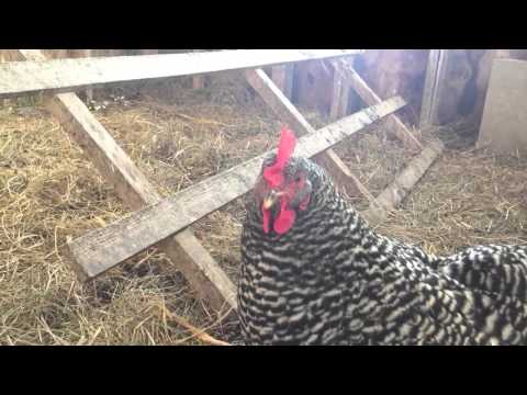 Hen Video Song - hen video song fen us w wordcounter cou roblox video deos mrbeast outro Hen Video Song - fen us w wordcounter cou roblox video deos mrbeast outro