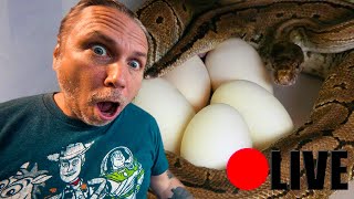 CAUGHT MOM SNAKE LAYING EGGS!! RARE FOOTAGE!! | BRIAN BARCZYK