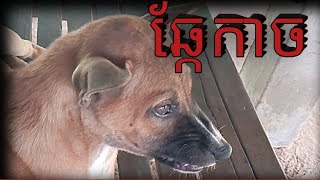 Crucled ឆ្កែខ្ញុំព្រុសសម្បីម្ចាស់ បារម្ភណ៍ខ្លាច់តែវាឆ្កួត