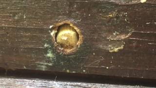 How To Fix and Plug Carpenter Bee Holes In Your Home