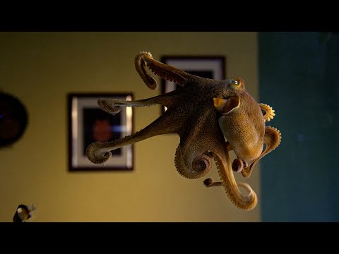 Octopus Playtime | Octopus In My House | BBC Earth