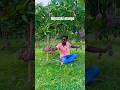 Miyazaki Mango Farming Successful India