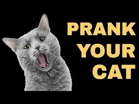 Mice Sound For Cats | Prank Your Cat