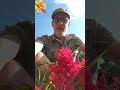 Dragon Breath #folkmagic #gardening #gardenwork #pennsylvaniadutch #powwow #poison