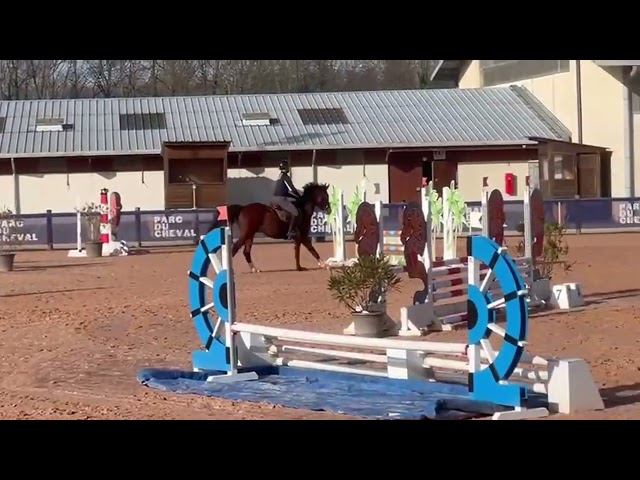 Hongre 3 ans sport petit fils de Diamant de Semilly 