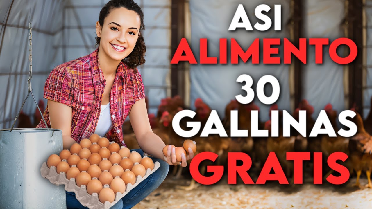 How to Feed 30 Native Chickens Without Spending Money