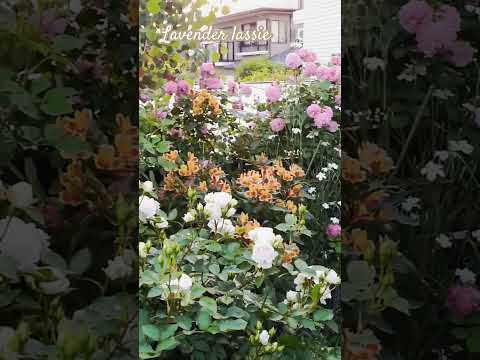 庭やテラスにぴったりの素朴で親しみやすいつる性植物 6 選  庭園