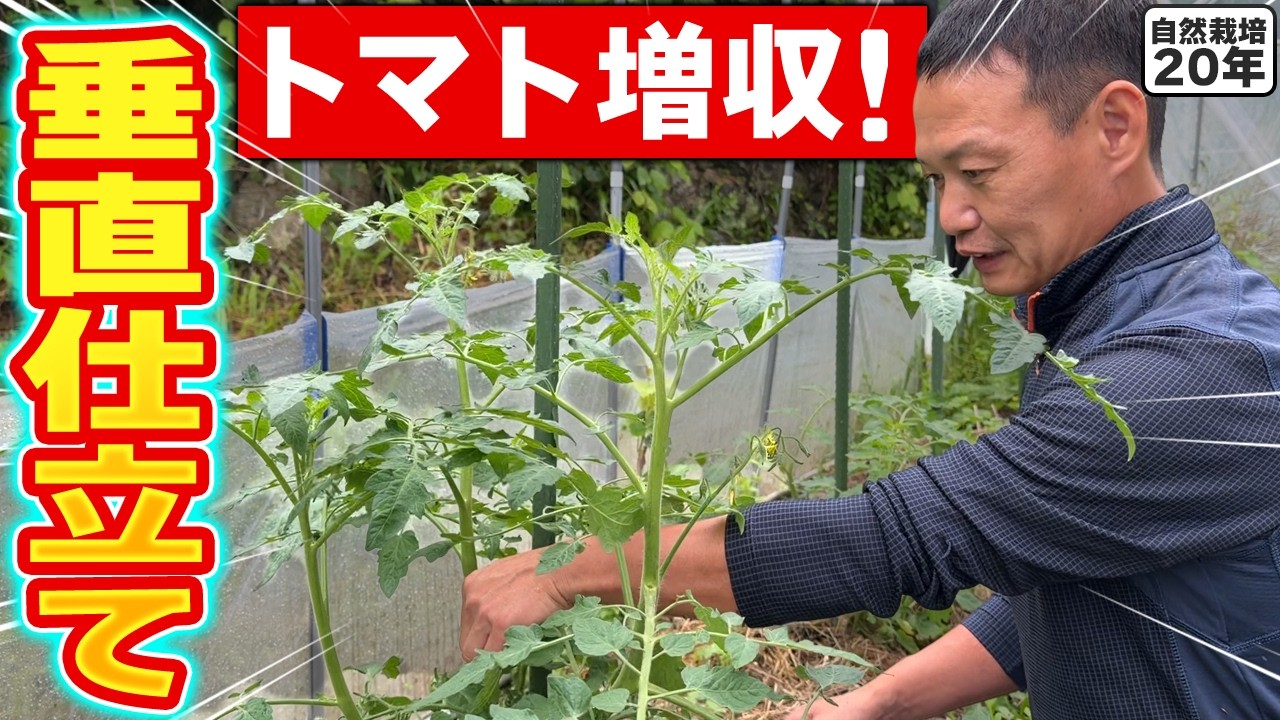 自然栽培トマトの垂直仕立てと脇芽活用