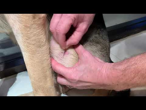 Superficial skin scraping technique in a dog