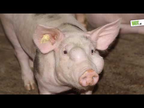 Chinesische Medizin Gelenke Skelett mit thorakalen Skoliose