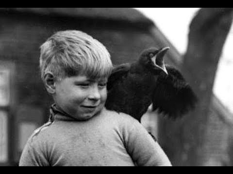 Heintje - Kommt ein vogel geflogen ( 1968 )