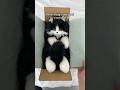 Realistic Cat Plush 🐱 | Handmade Companion Pet Gift Idea!