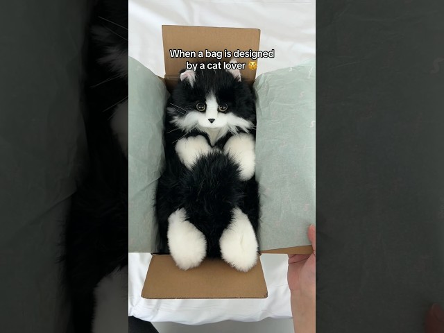 Vídeo relacionado con SQEQE Siamese Cat Plushies Stuffed Animals with 4 Babies, Cute Siamese Cat Plush Pillow Soft Toy Birthday Gifts for Girls Boys