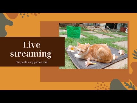 Sripriya  A magickal storyteller  is live