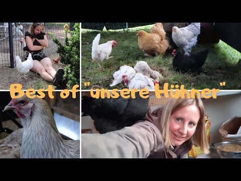unsere Hühner Teil 28: "Best of"
