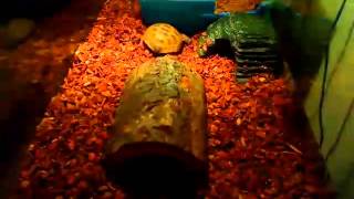 31 Tortoise Days In 10 Minutes and 42 Seconds
