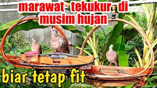 Download lagu cara merawat tekukur di musim hujan,biar sehat dan stabil jika melaman mp3