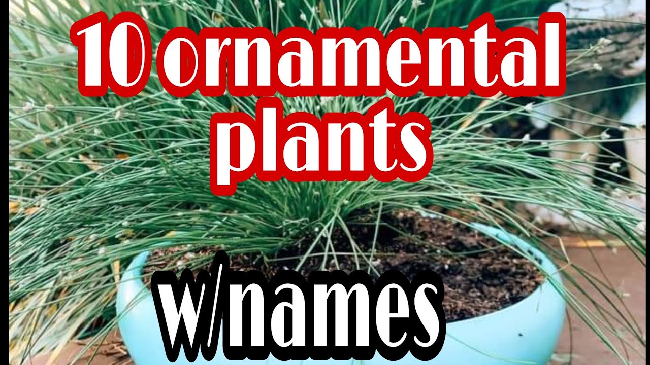 #ornamental pala#kala mo damu/mga pangalan ng halaman