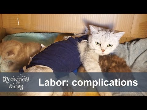 😨 Saving a pregnant cat - complications during gestation and labor