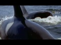 KILLER WHALES vs GREAT WHITE SHARK - Orca ...